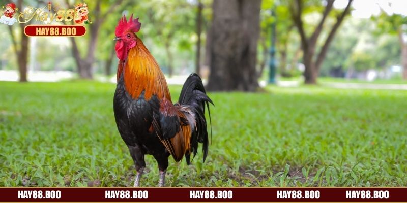 Bỏ túi toàn bộ lưu ý đáng quan tâm khi cược đá gà tre tại nhà cái